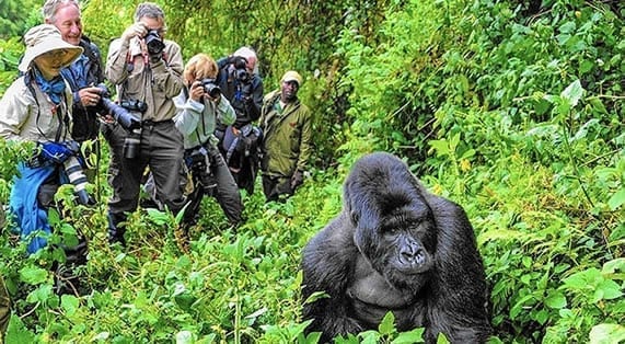 tourist photograph a gorilla at Bwindi wildlife safari for gorilla trekking in Africa Uganda